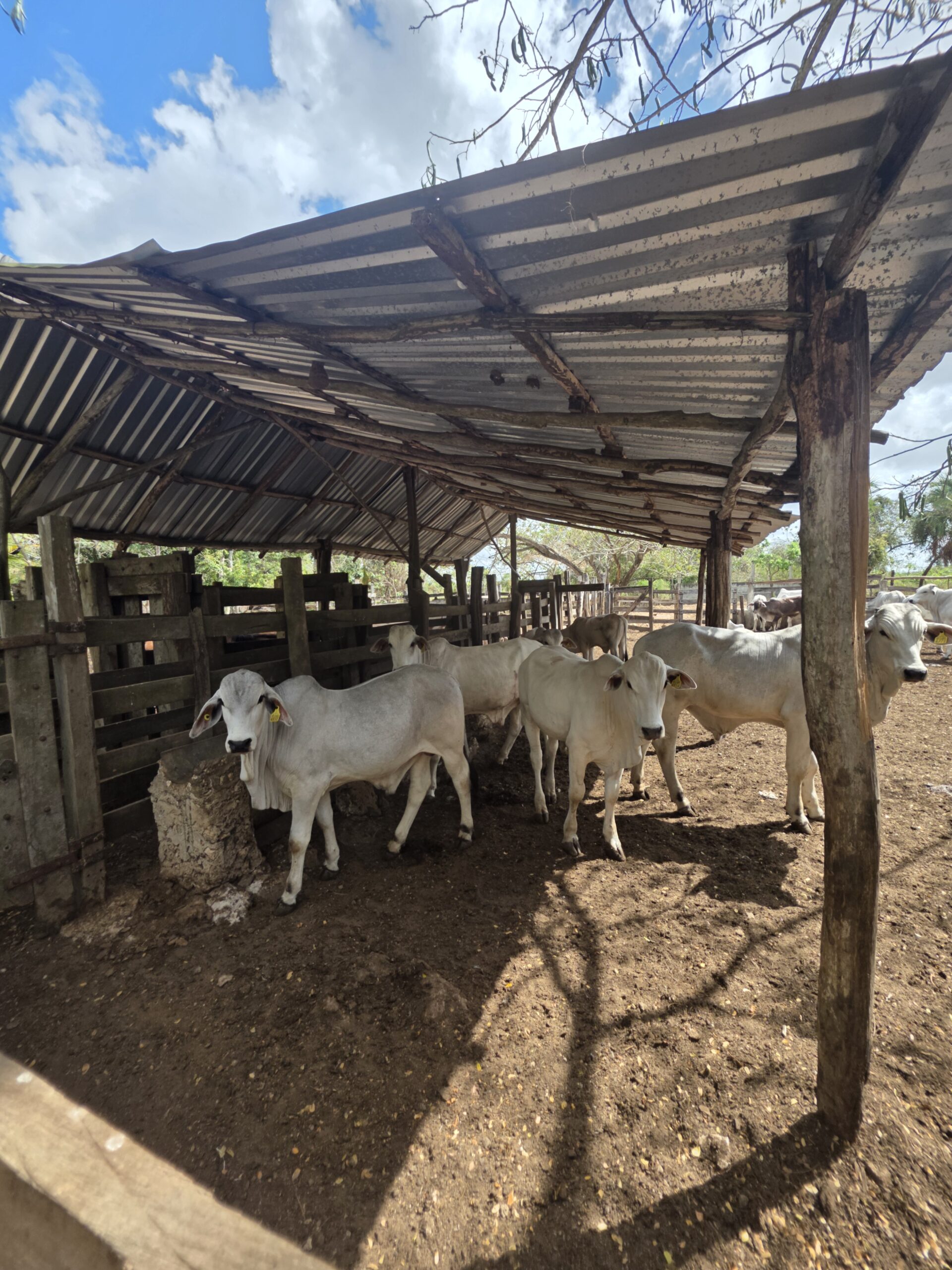Rancho Lazarito con 55 hectáreas
