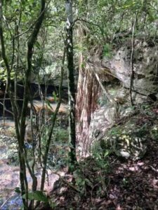 Parcela de 6 Cenotes de 40 hectáreas
