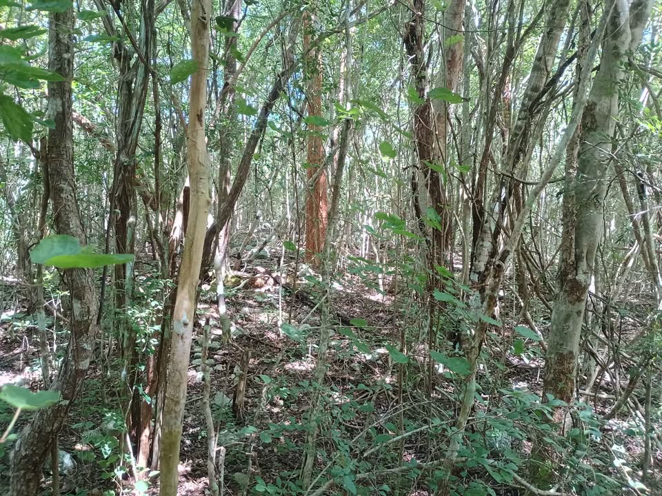 Parcela de 35 hectáreas en Yaxcaba