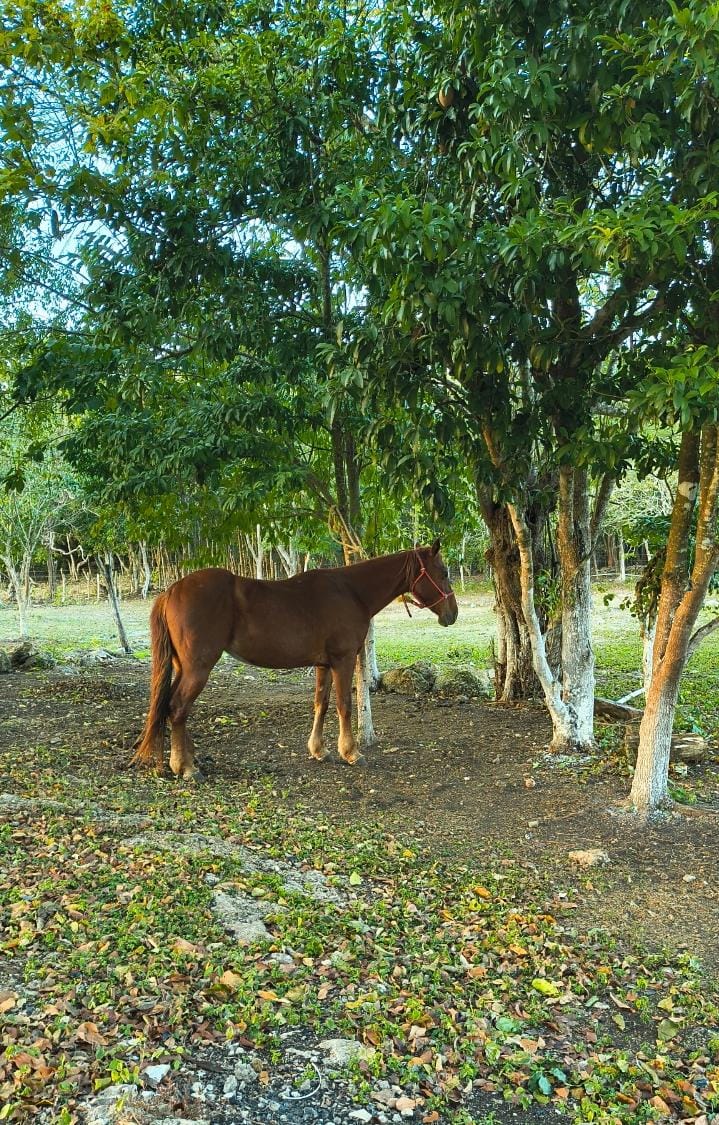 Rancho Nuevo Eben-Ezer