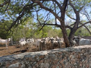 Rancho San José de 100 hectáreas