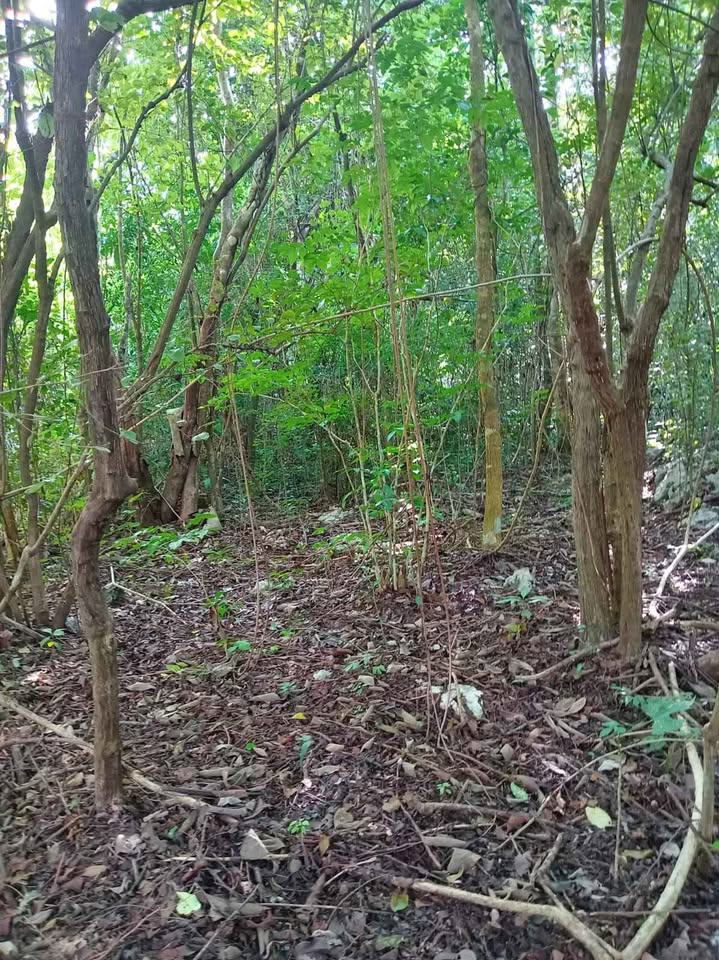 Ex Rancho de 19 hectáreas en Tizimín, Yucatán