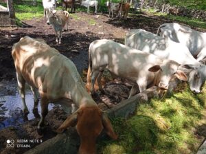 Ex, Rancho de 40 hectáreas en Tekal de Venegas, Yucatán