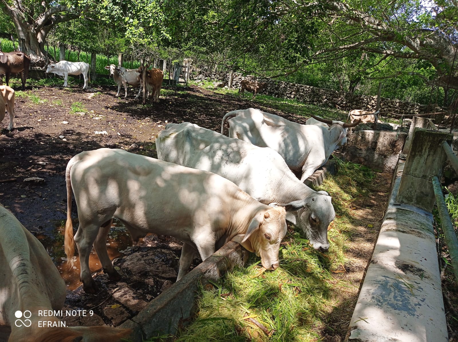 Ex, Rancho de 40 hectáreas en Tekal de Venegas, Yucatán
