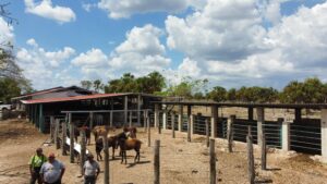 Rancho Candelaria de 365 hectáreas
